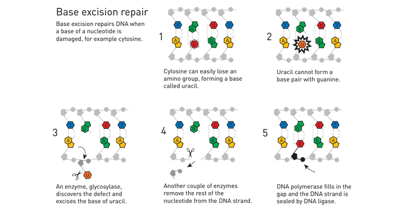 Illustration for article titled DNA Repair Earned the Nobel Prize in Chemistry, and Here's Why